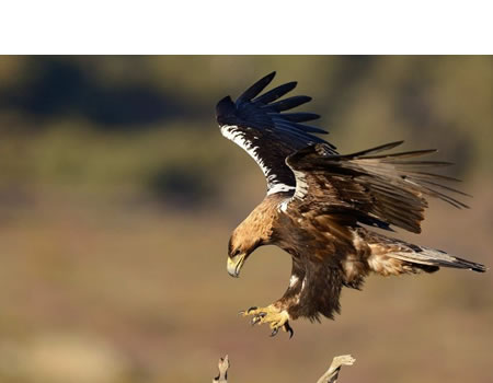 ÁGUILA IMPERIAL (Aquila adalberti)